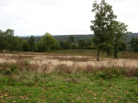 Holmbury Hill Iron Age Fort